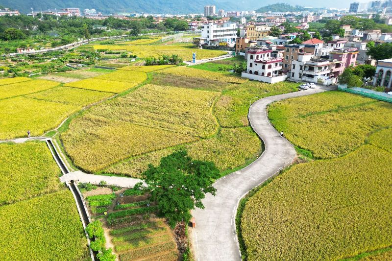 三乡镇桥头村1.jpg